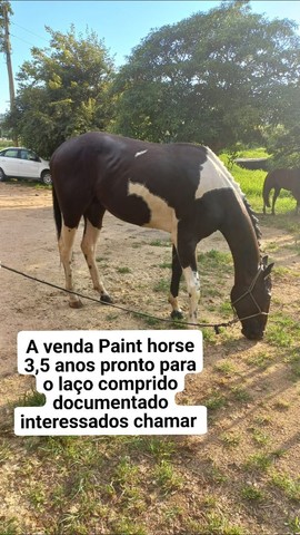 A VENDA PAINT HORSE 