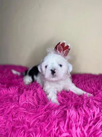 Filhotes de Shih tzu Lhasa - Cachorros e acessórios - Muribeca