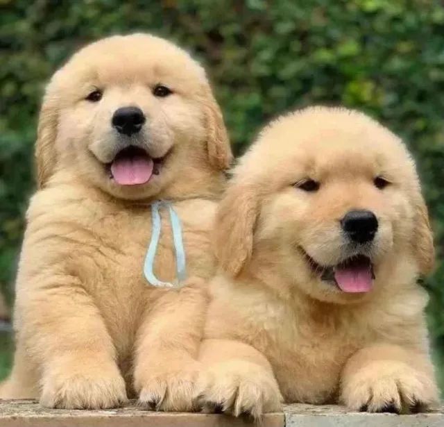 golden muito fofinho a pronta entrega, um pet de família - Cachorros e  acessórios - Pinheiros, São Paulo 1097949230