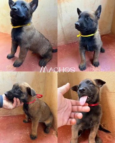 Filhotes de Pastor Belga Malinois 