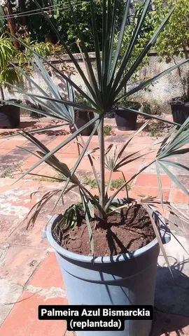 Palmeira Azul 