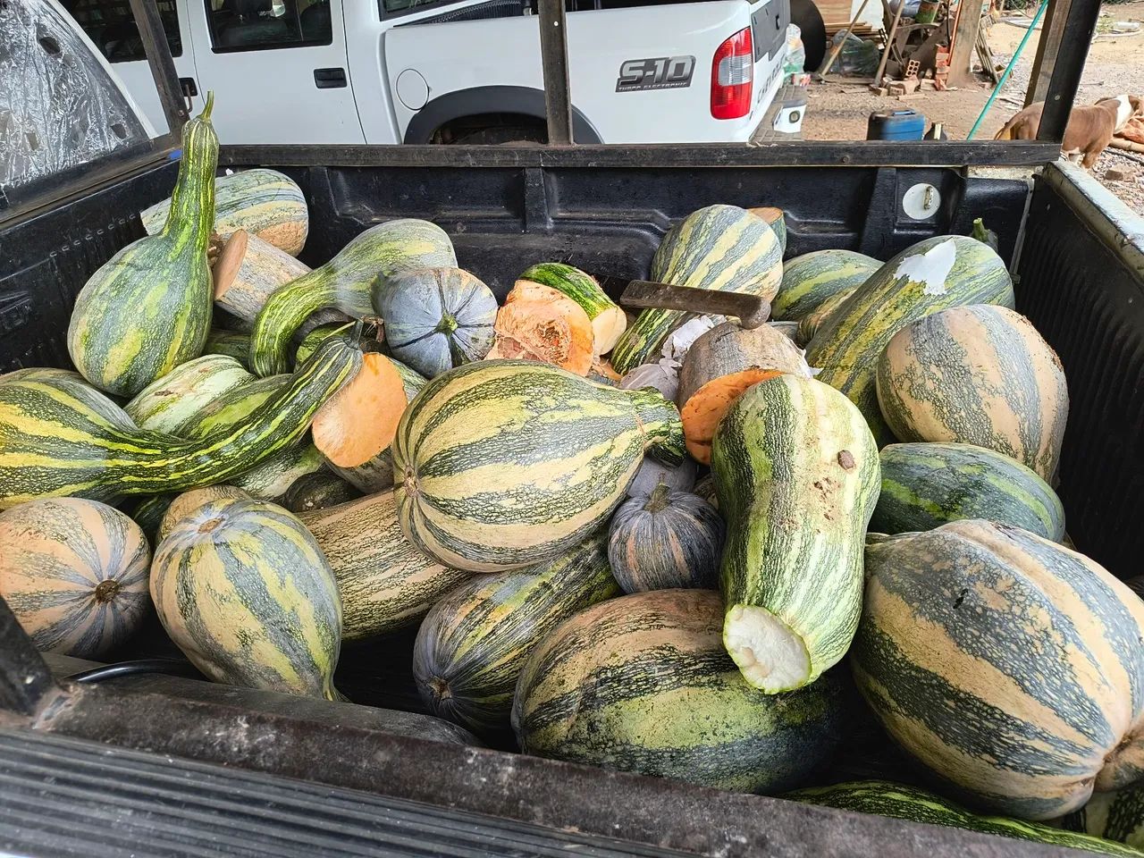 Abóboras para trato animal 