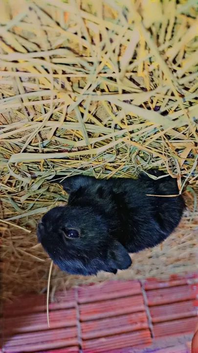 Coelho Netherland menor do planeta? - Foto 4