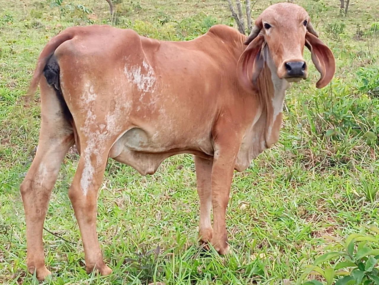 Touro e Novilhas Gir Leiteiro  - Foto 3