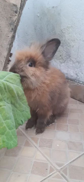 Coelho Leão  - Foto 2