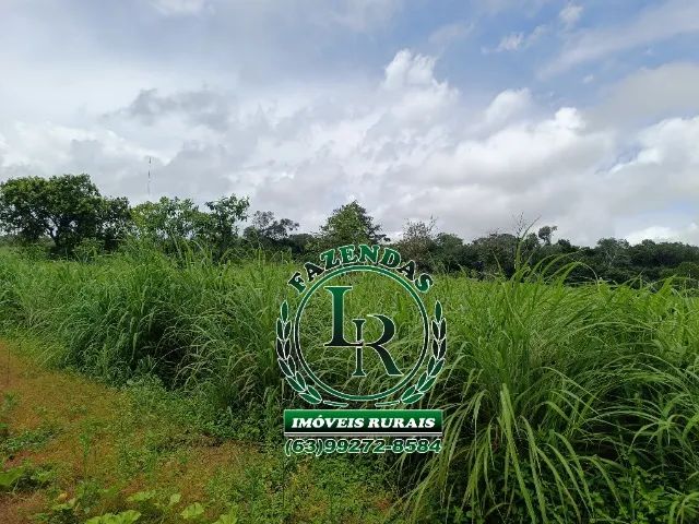 Fazenda 32 Alqueires Beira Asfalto - Próximo a Palmas - Foto 4