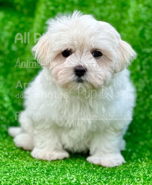 Maltês - Filhotes pra encher seu coração de alegria 