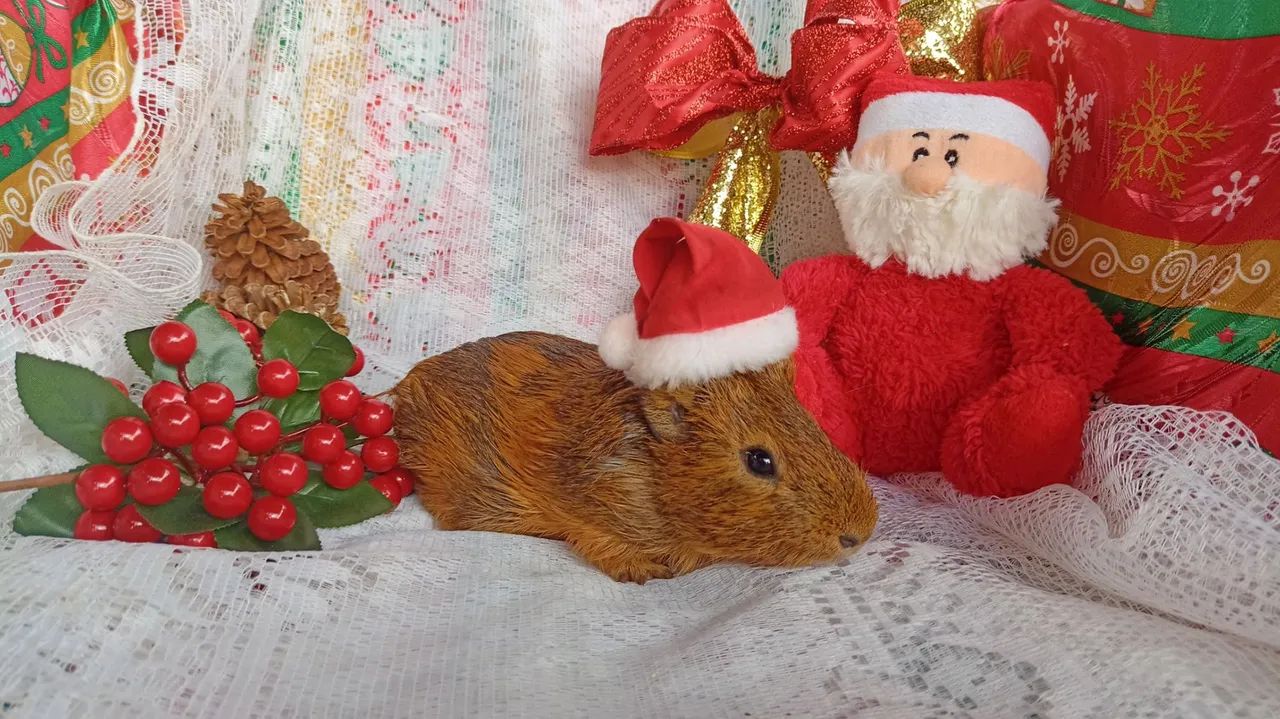 Porquinho da índia macho 