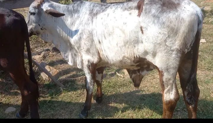 Garrote Gir - Foto 2