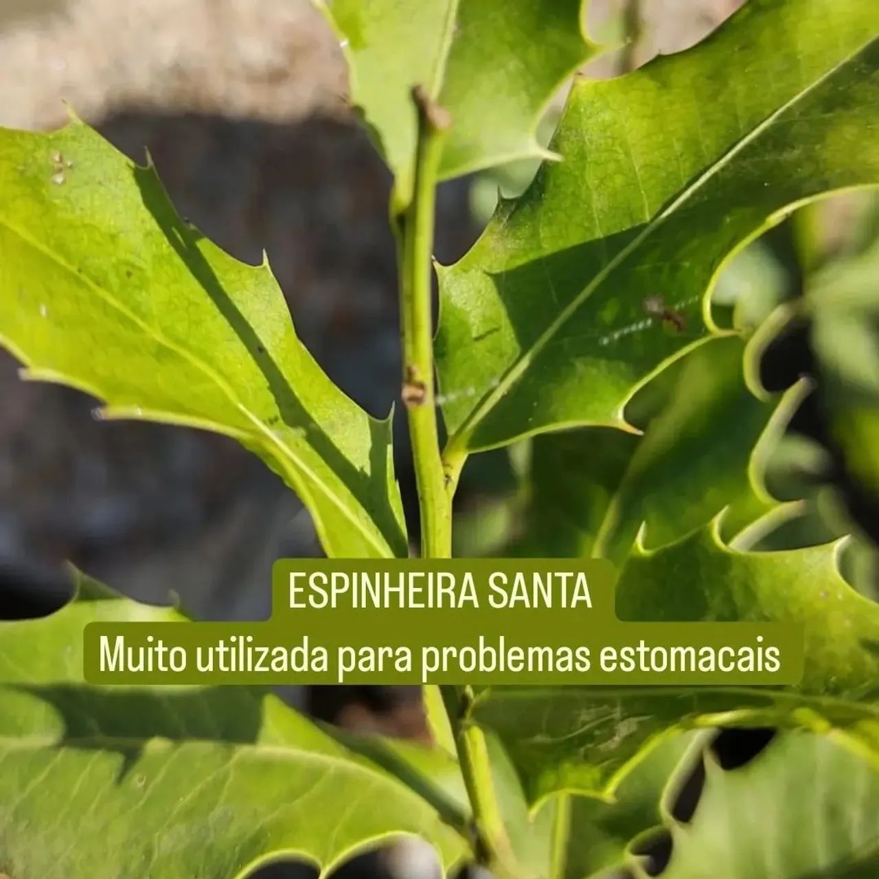 MUDAS DE ESPINHEIRA SANTA  - Foto 2