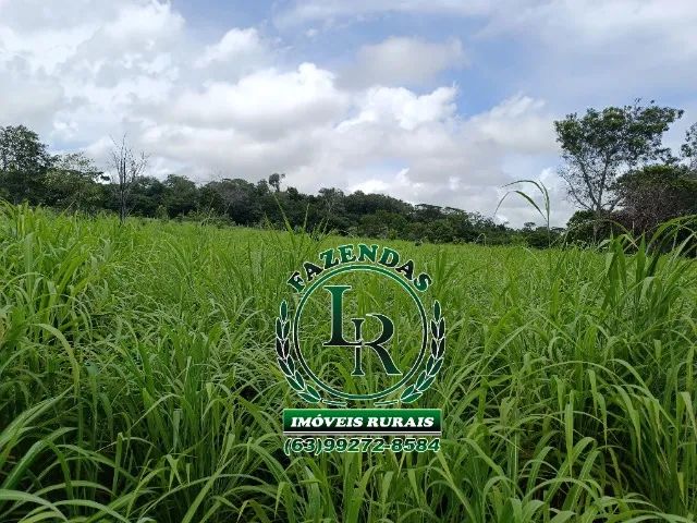 Fazenda 32 Alqueires Beira Asfalto - Próximo a Palmas - Foto 2