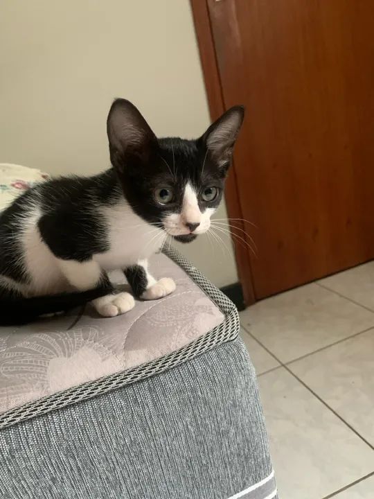 Doação de gato em Cachoeiro 