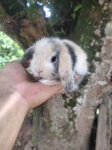 PÁSCOA - Coelho Mini Lop Uruguaio - Foto 3