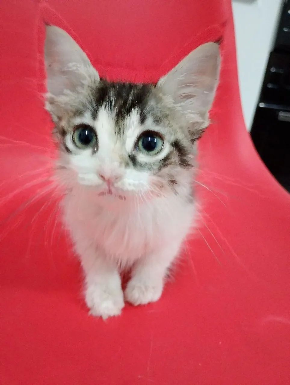 Doação de gatinho macho - Foto 3