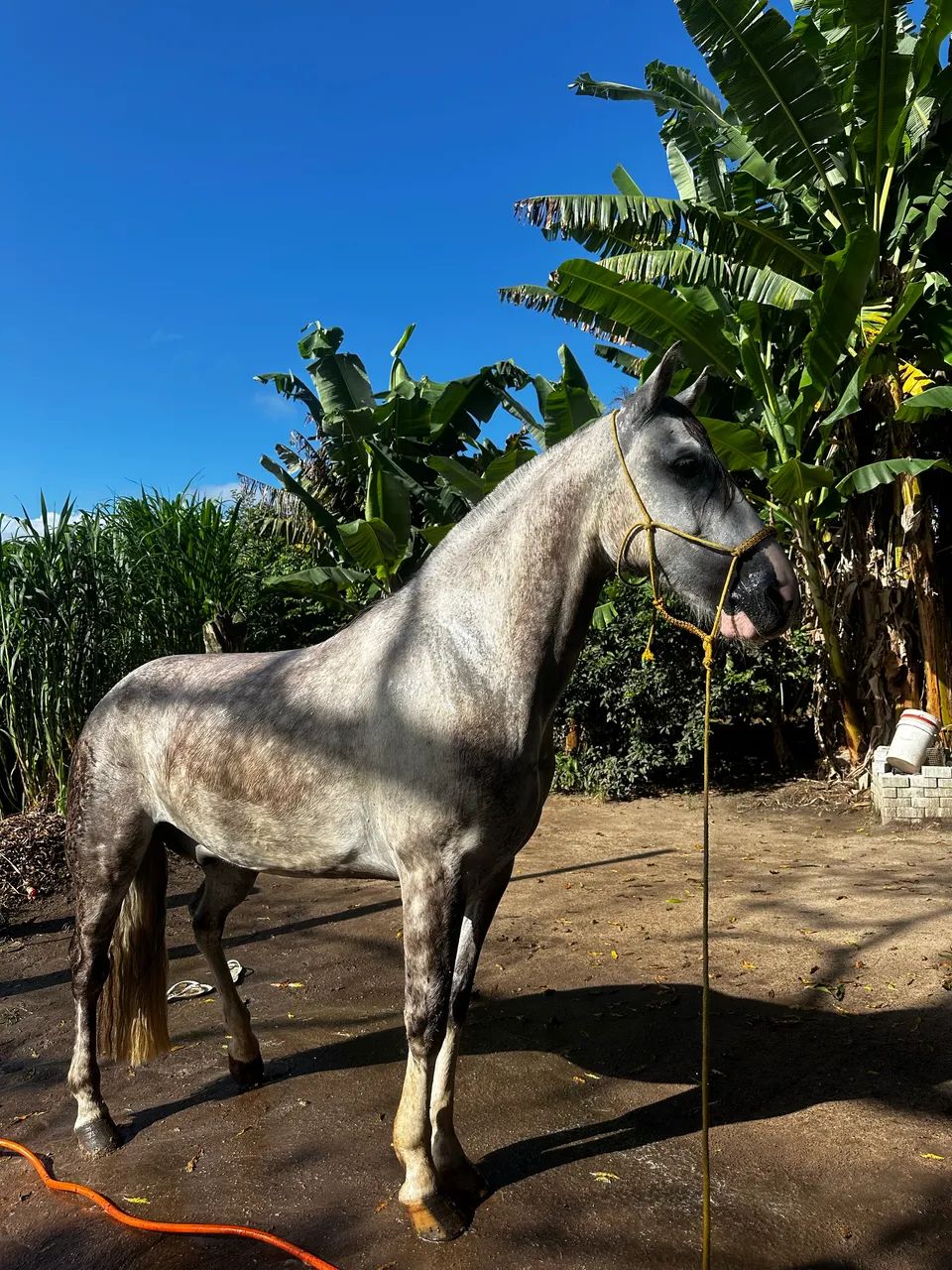 Cavalo crioulo tordilho a venda  - Foto 4