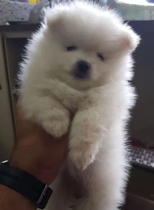 Cachorro filhote Spitz alemão