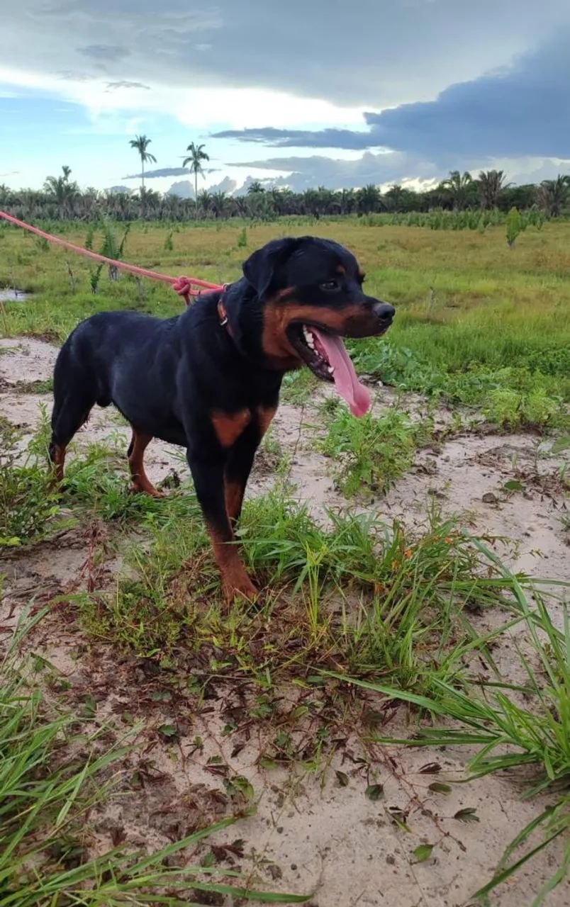 Rottweiler cabeça de touro 
