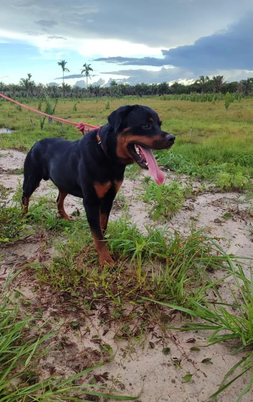 Rottweiler cabeça de touro