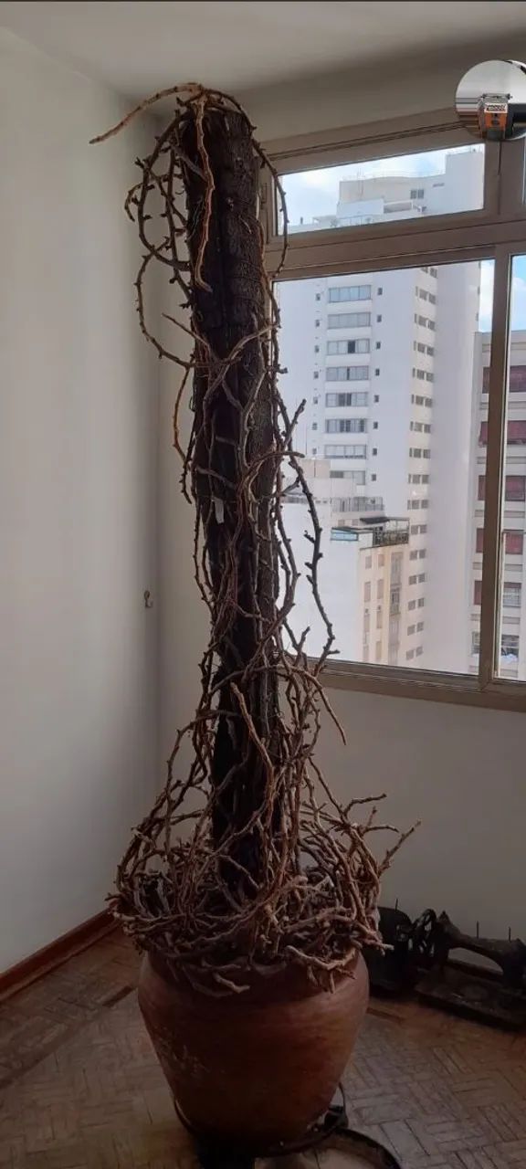 Renda Portuguesa plantada em vaso há 45 anos ? - Foto 4