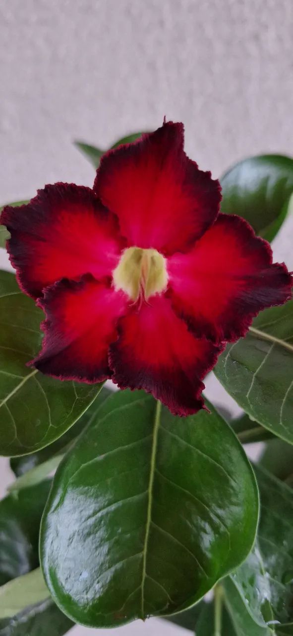 Muda de Rosa do Deserto