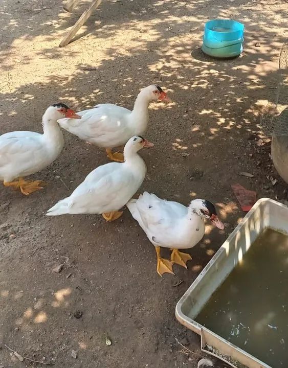 Patos para venda
