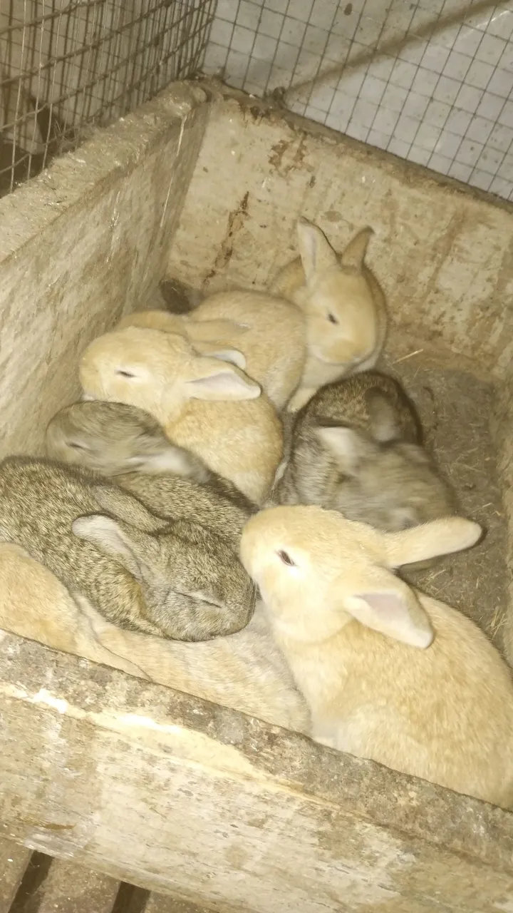 Filhotes de coelhos gigante de flandres puro..