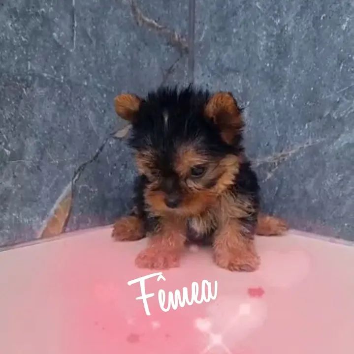 Filhotes de yorkshire  - Foto 3