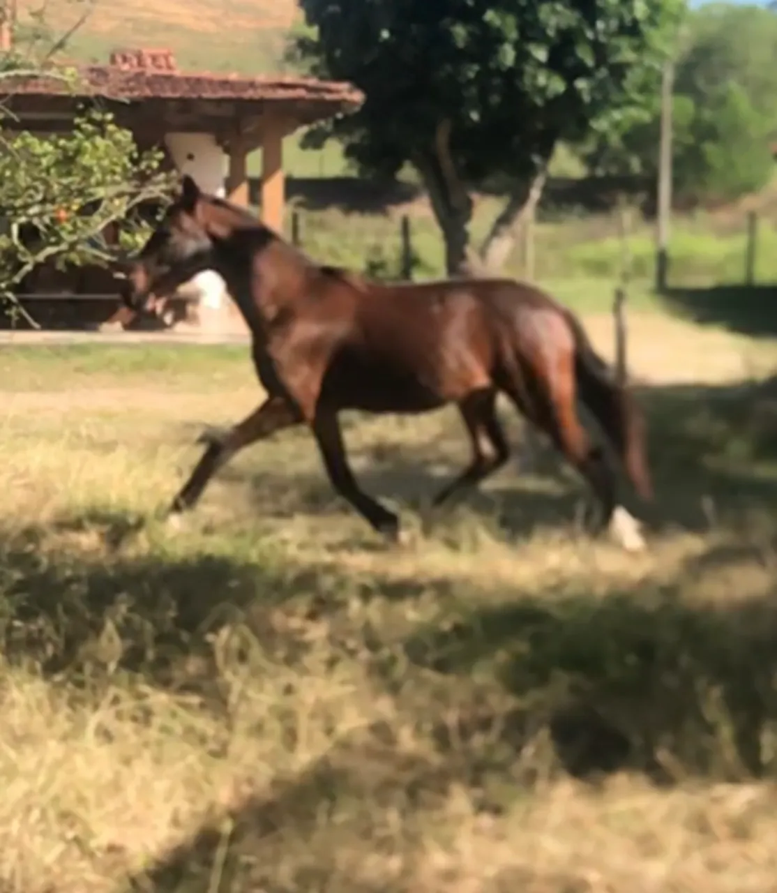 Potro Registrado Mangalarga Marchador neto do Lótus da Catimba!!!