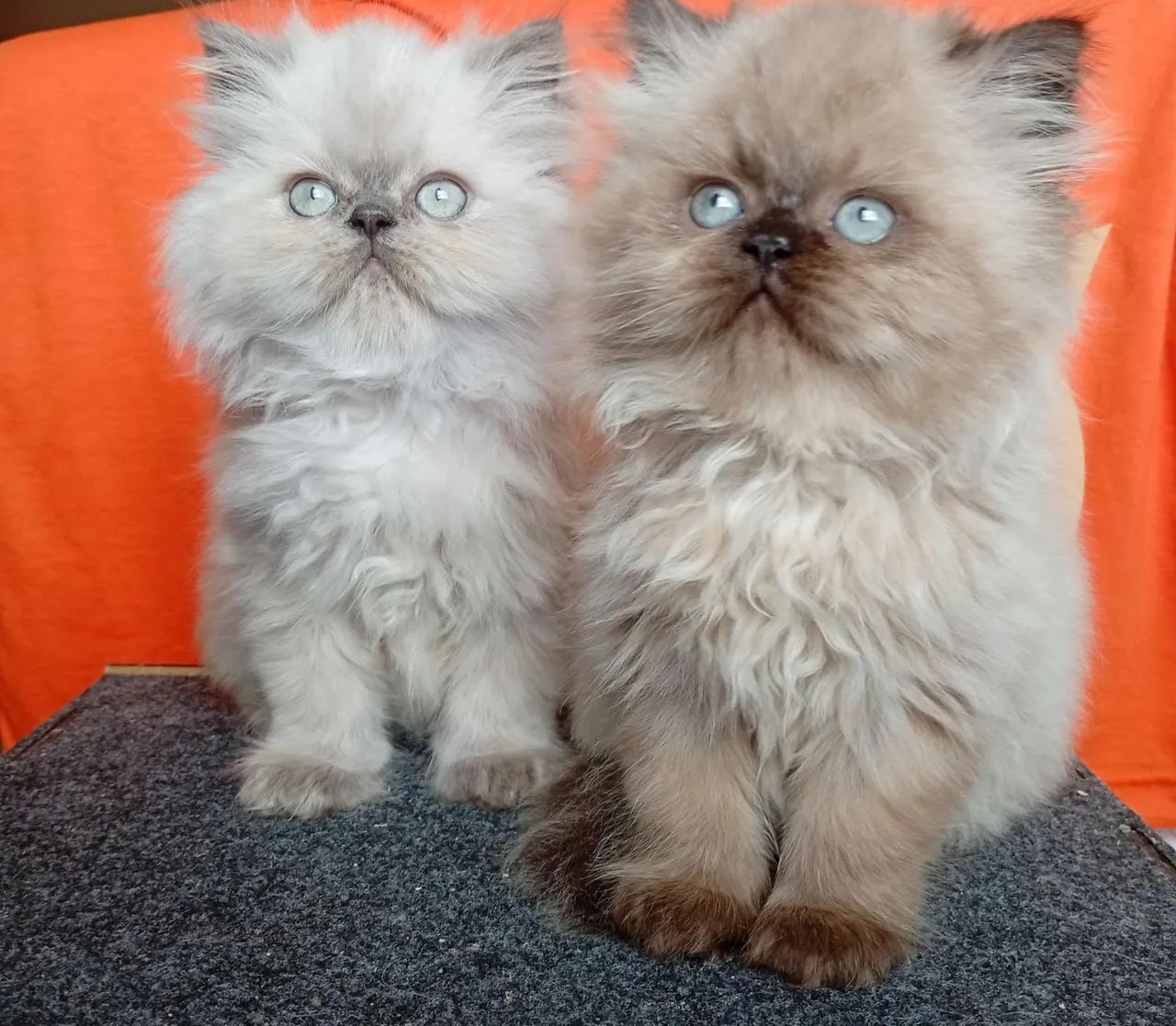 Gato filhote  - Foto 5