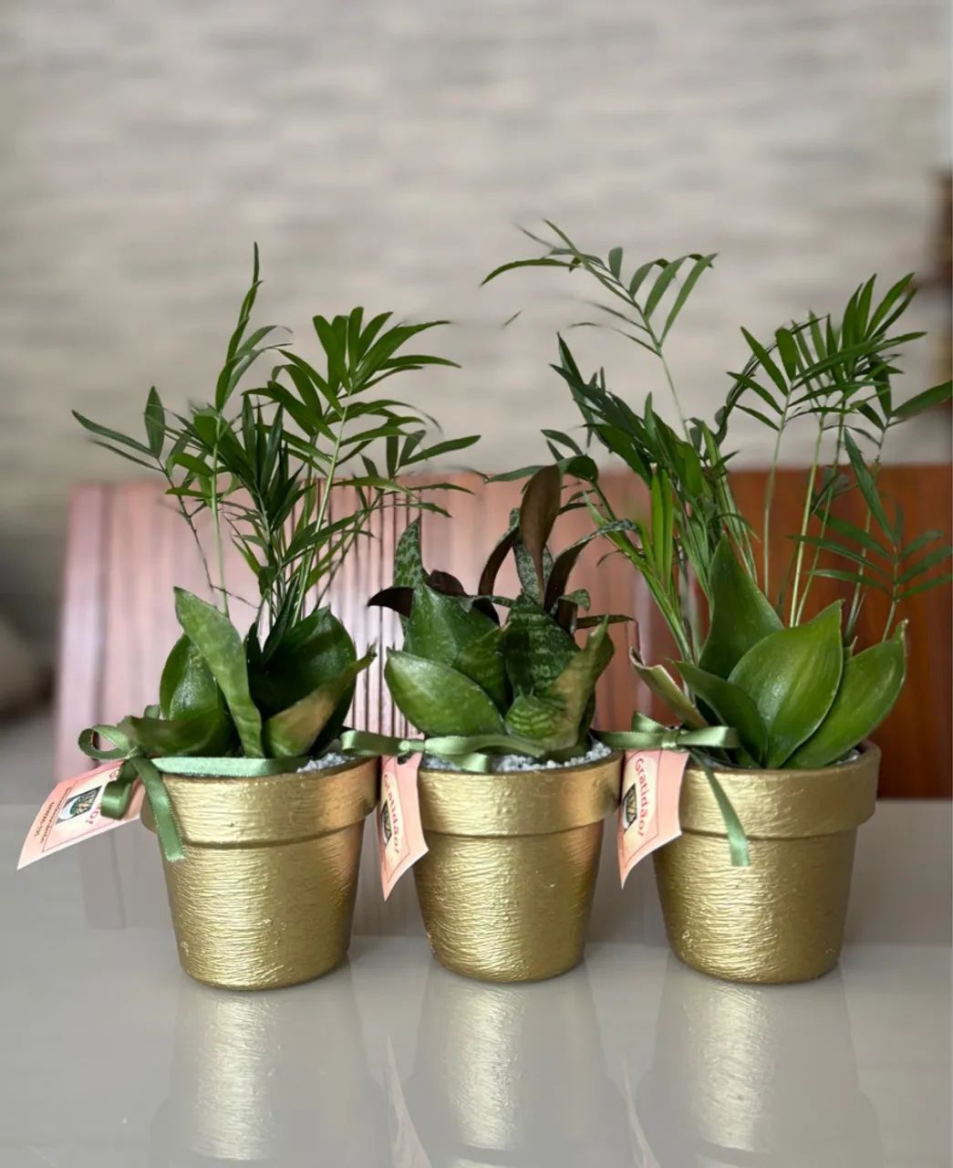Vaso com planta natural para lembranças com planta natural de sombra  - Foto 4
