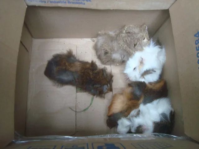 Porquinho da India, Alpaca, Sheltie, Peruano, Abissinio, Inglês, Angora, em Imbé RS - Foto 4