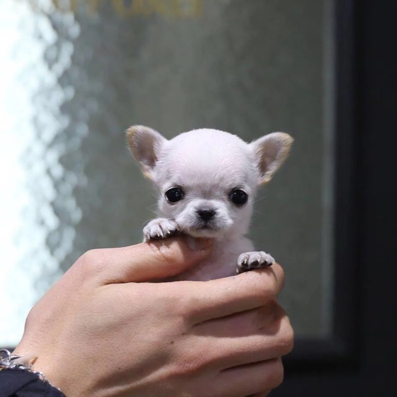 Filhote de Chihuahua!