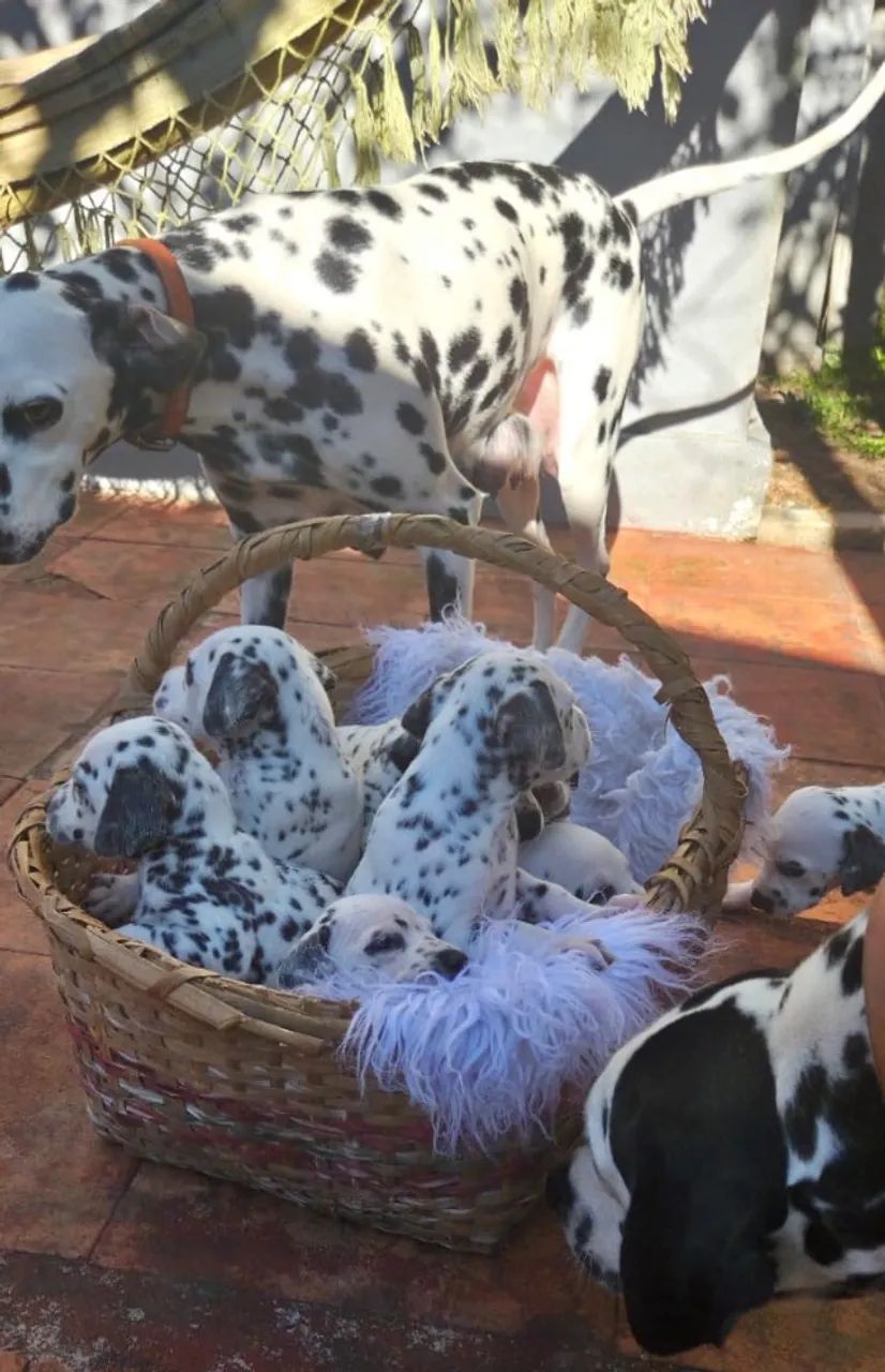 Filhotes de Dalmata puros - Foto 2