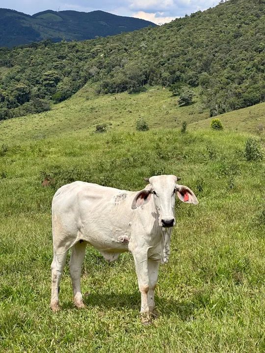 Vendo novilhas  - Foto 3