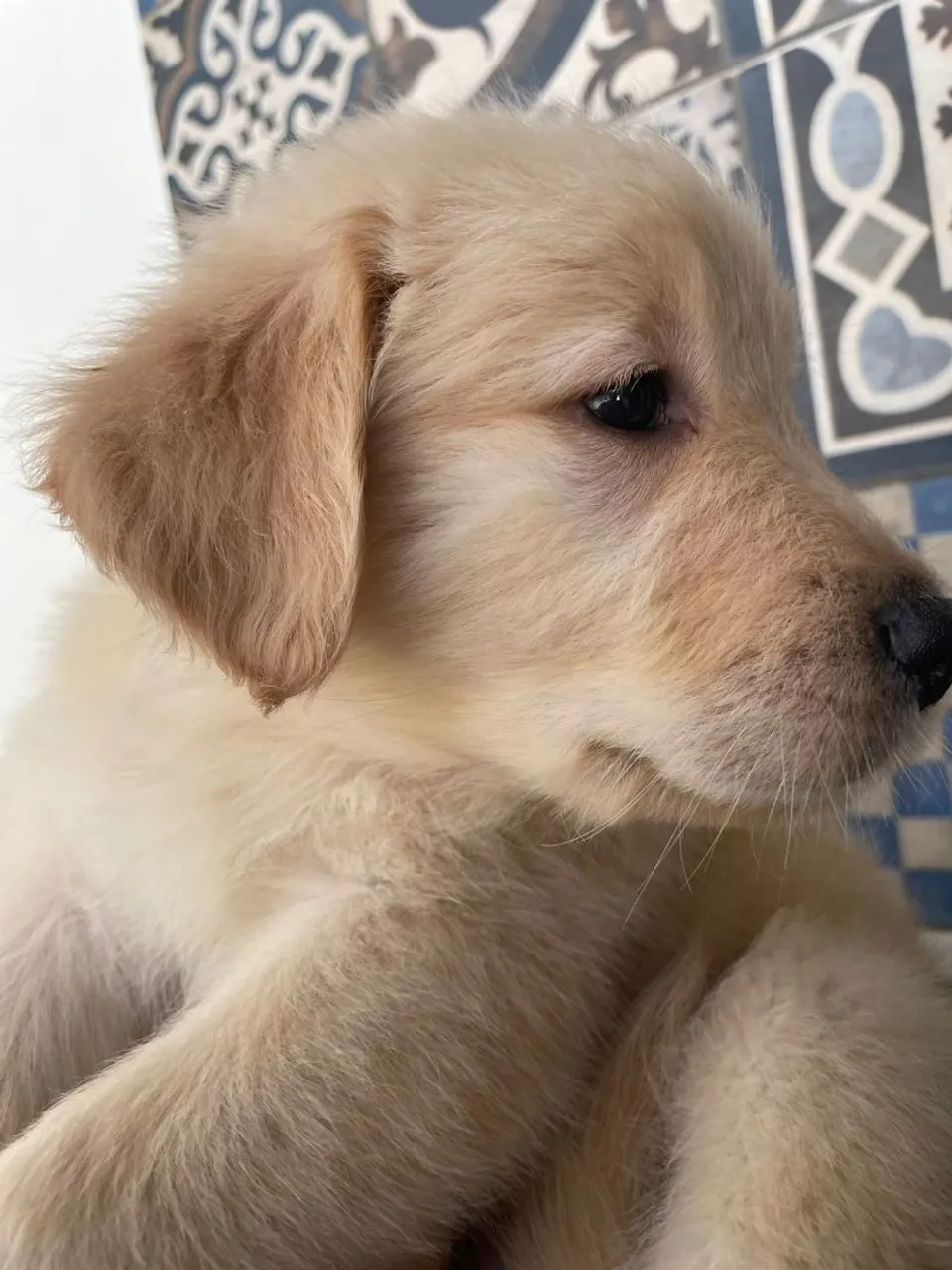 Lindos Filhotes Golden Retriever - PRONTA ENTREGA - VACINADOS