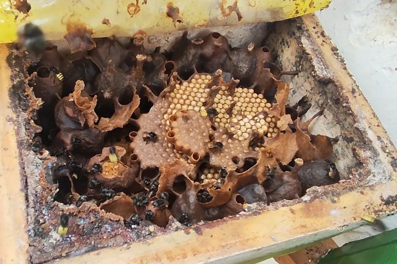  Mel de Abelha Mandaçaia  - Foto 2