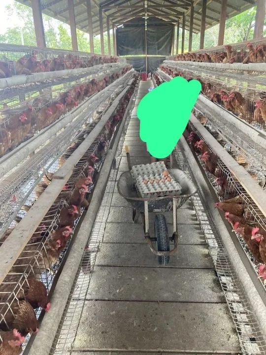 Gaiola para galinha poedeira 