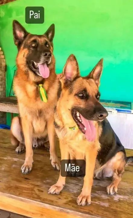 Filhotes de Pastor Alemão - Foto 4