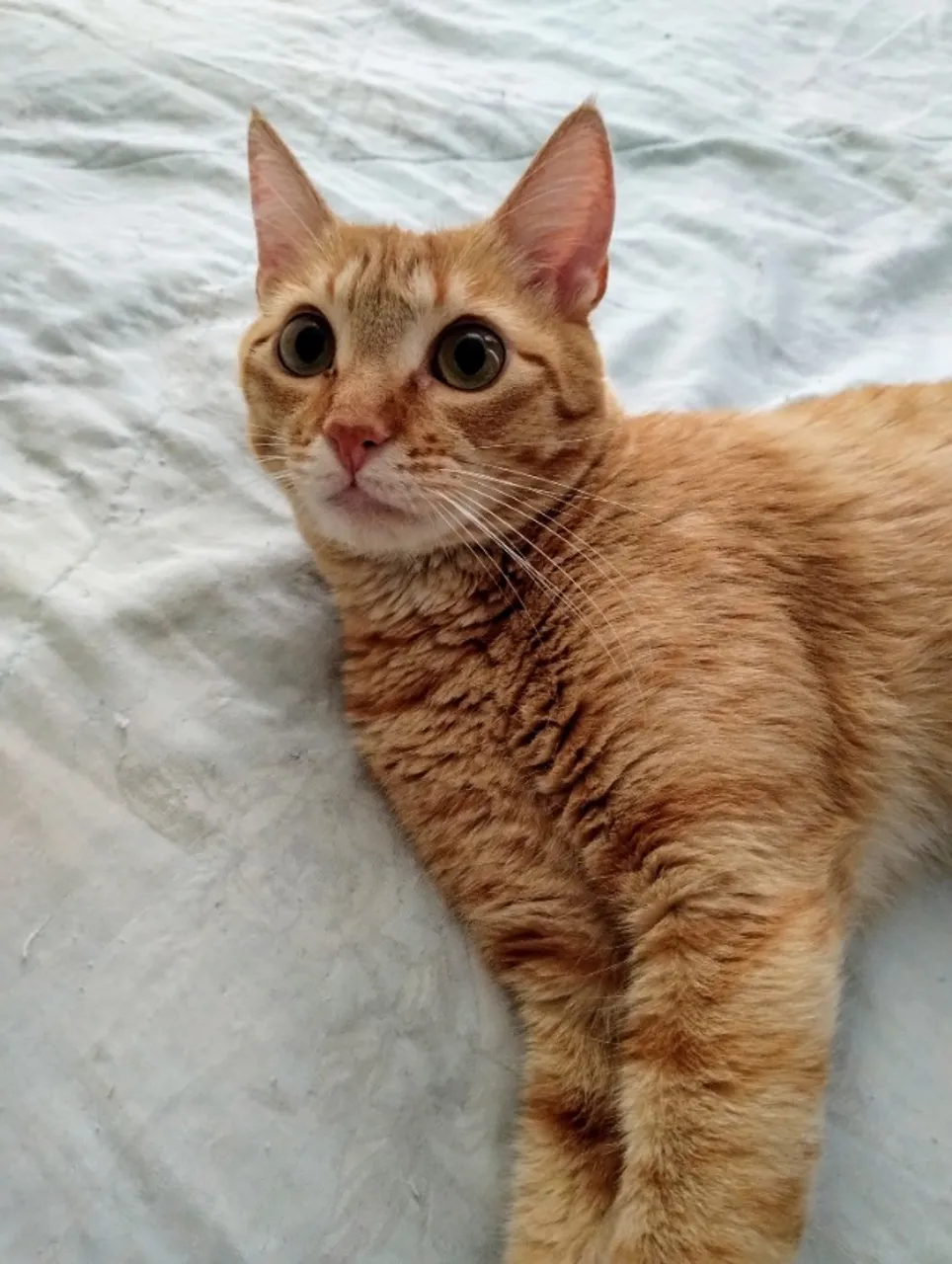 Adoção de gatinho lindo