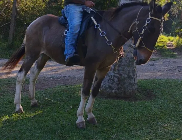 BURRO MANSO DE PATRÃO PAMPA