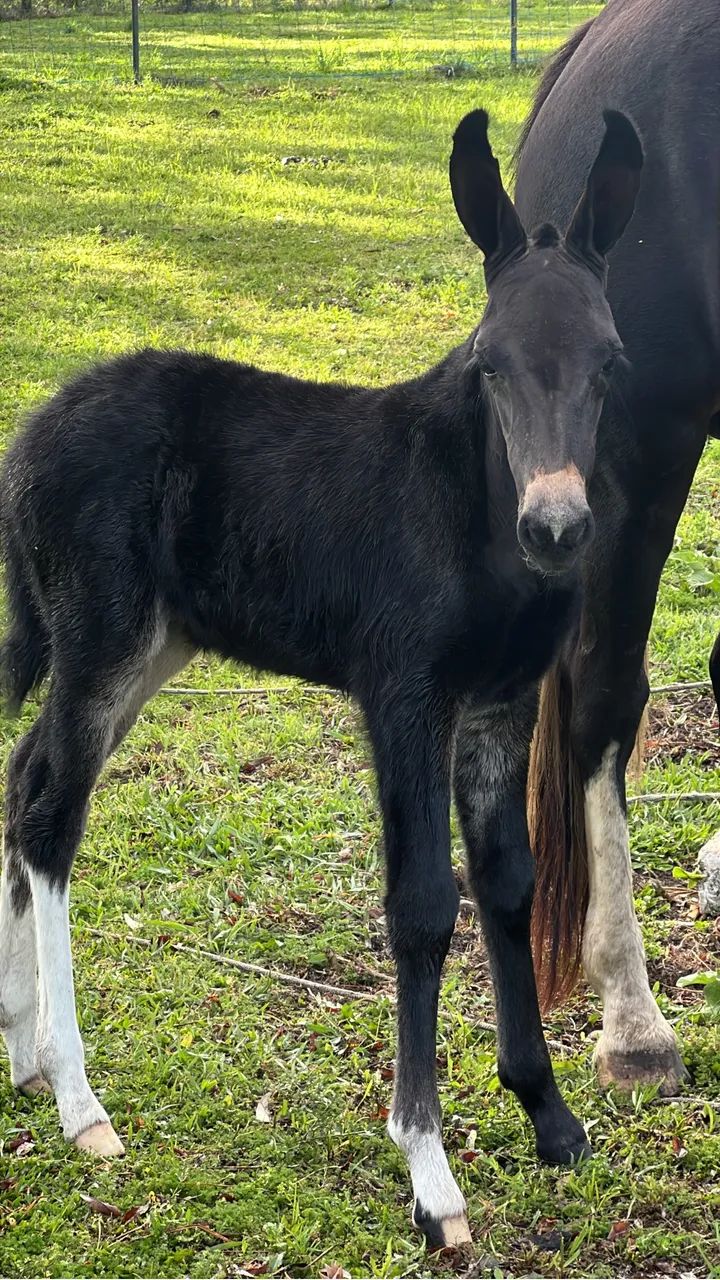 Jumento pega  - Foto 2