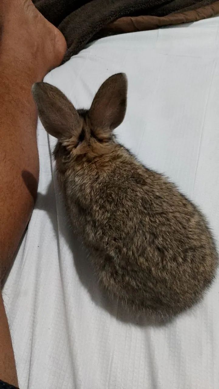 Coelhinho fofinho dócil muito manço  - Foto 2
