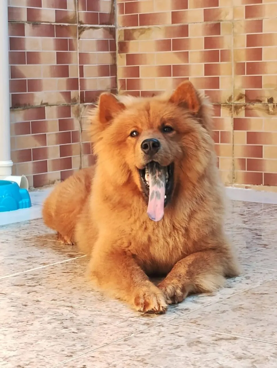 Chow Chow Lindo e Charmoso
