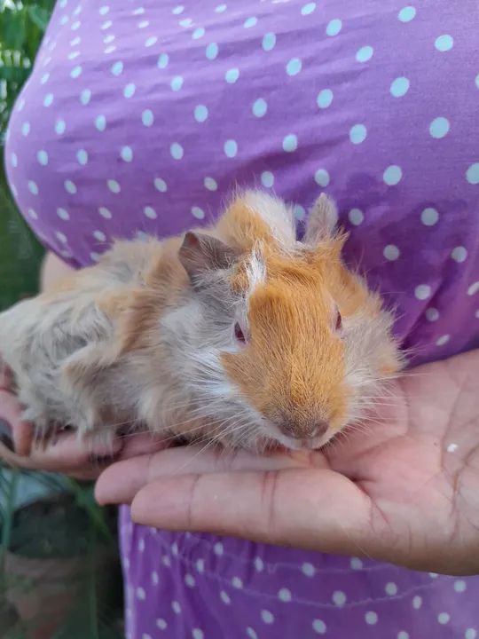 Filhote de porquinho da Índia- Macho único 