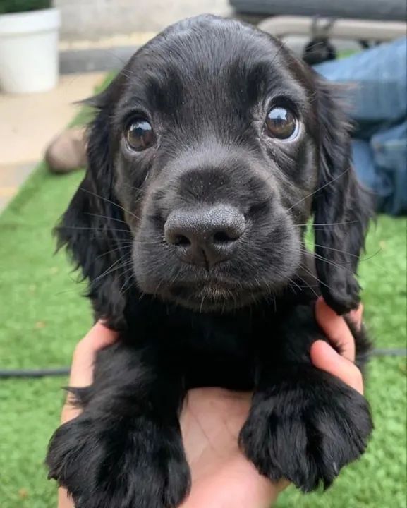 Cocker Spaniel: Perfeito