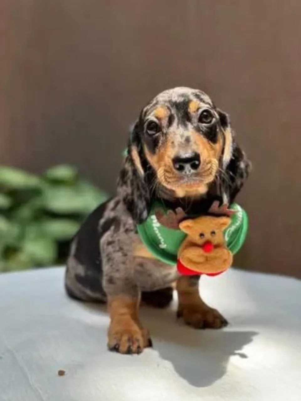 Filhotes de Dachshund / Salsicha / Basset / Cofap  - Foto 3