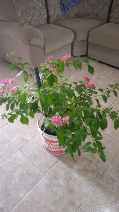 Bougainvillea Rosa em vaso