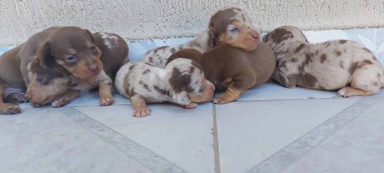 Dachshund Miniatura Lindos Filhotes Alerquim e Chocolate 