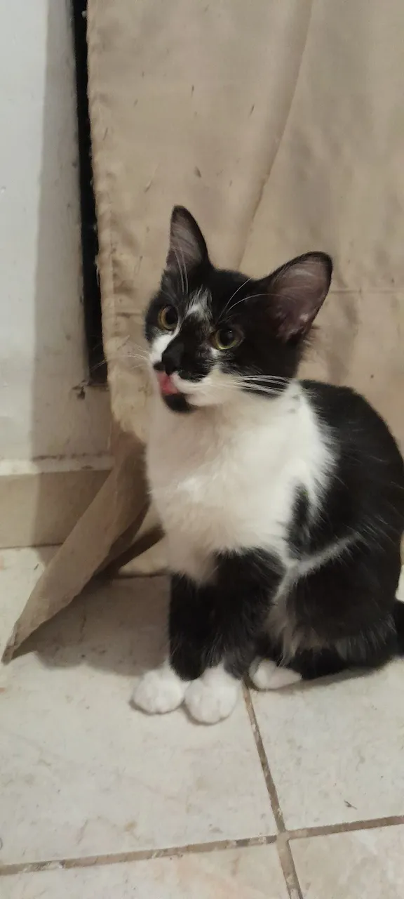 Gatinho adorável para adoção