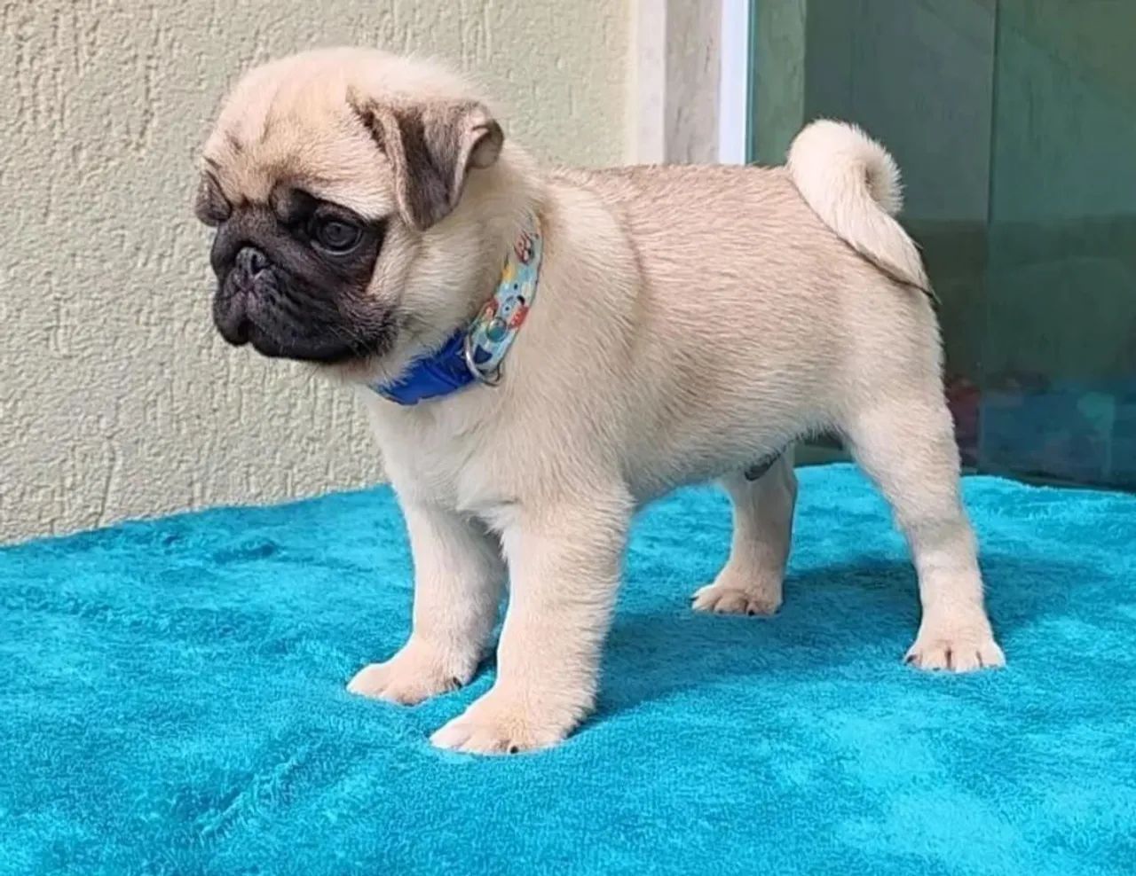 Filhotes de Pug  - Foto 3